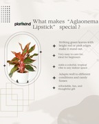 Aglaonema Lipstick Plant| Indoor Plants| 1 Live Plant