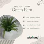 Green Fern| Bird Nest Live | Indoor Plants Pack of 1