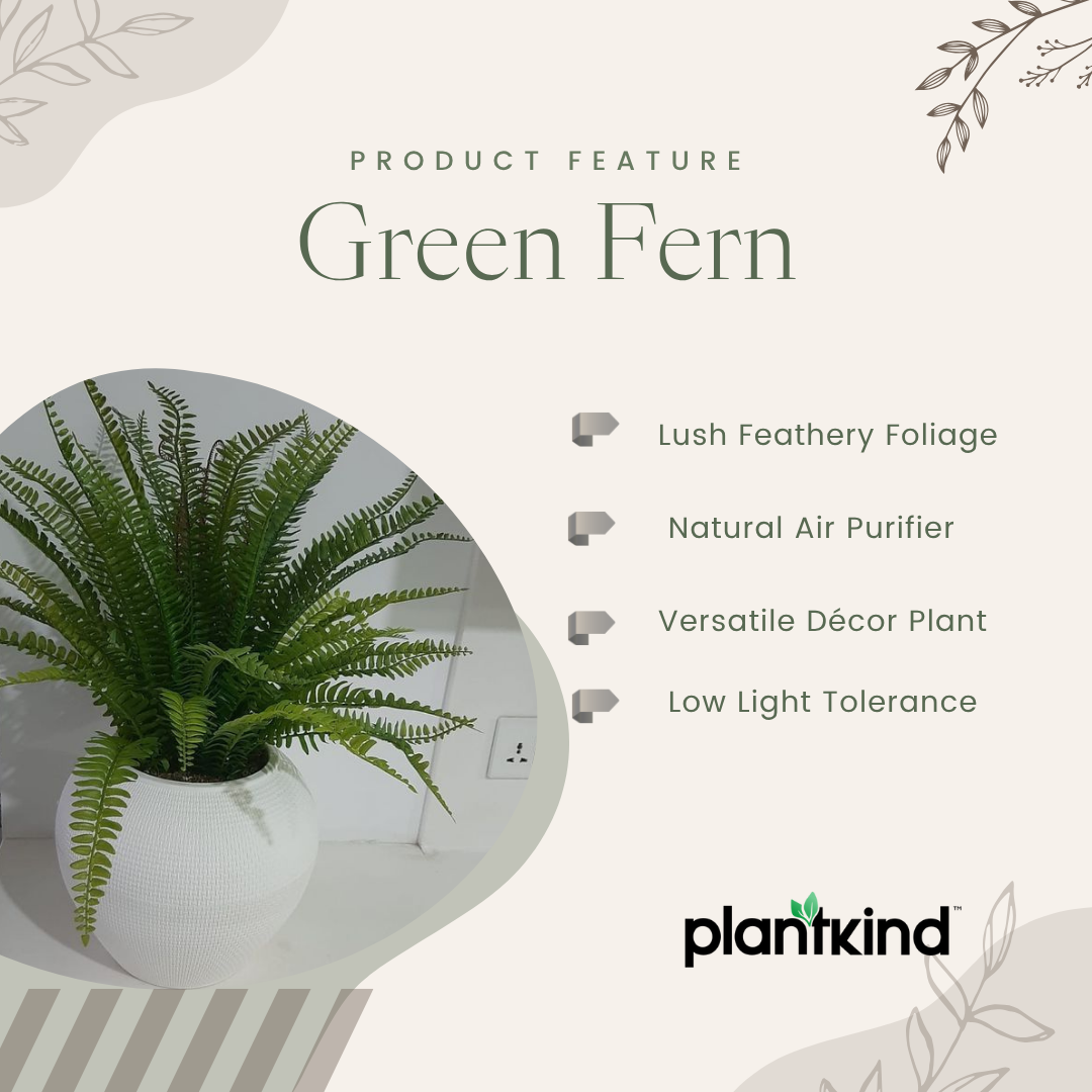Green Fern| Bird Nest Live | Indoor Plants Pack of 1