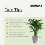 Chamaedorea Elegans|Air Purifier Plant |Indoor |outdoor Plants Pack of 1