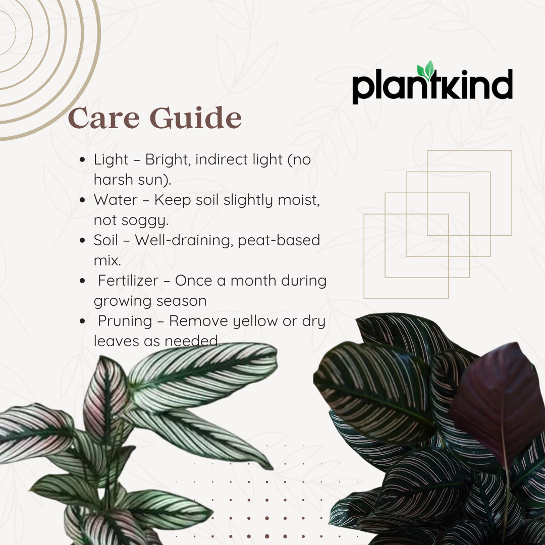 Calathea Maranta | Indoor Plant | Pack of 1