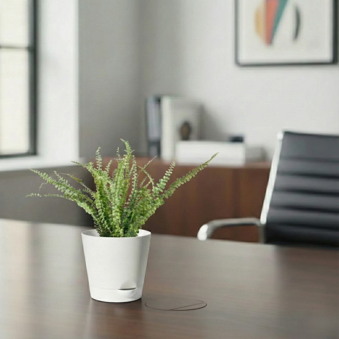 Button Fern Plant | Fern Plant | Indoor Plant | Pack of 1 | Medium