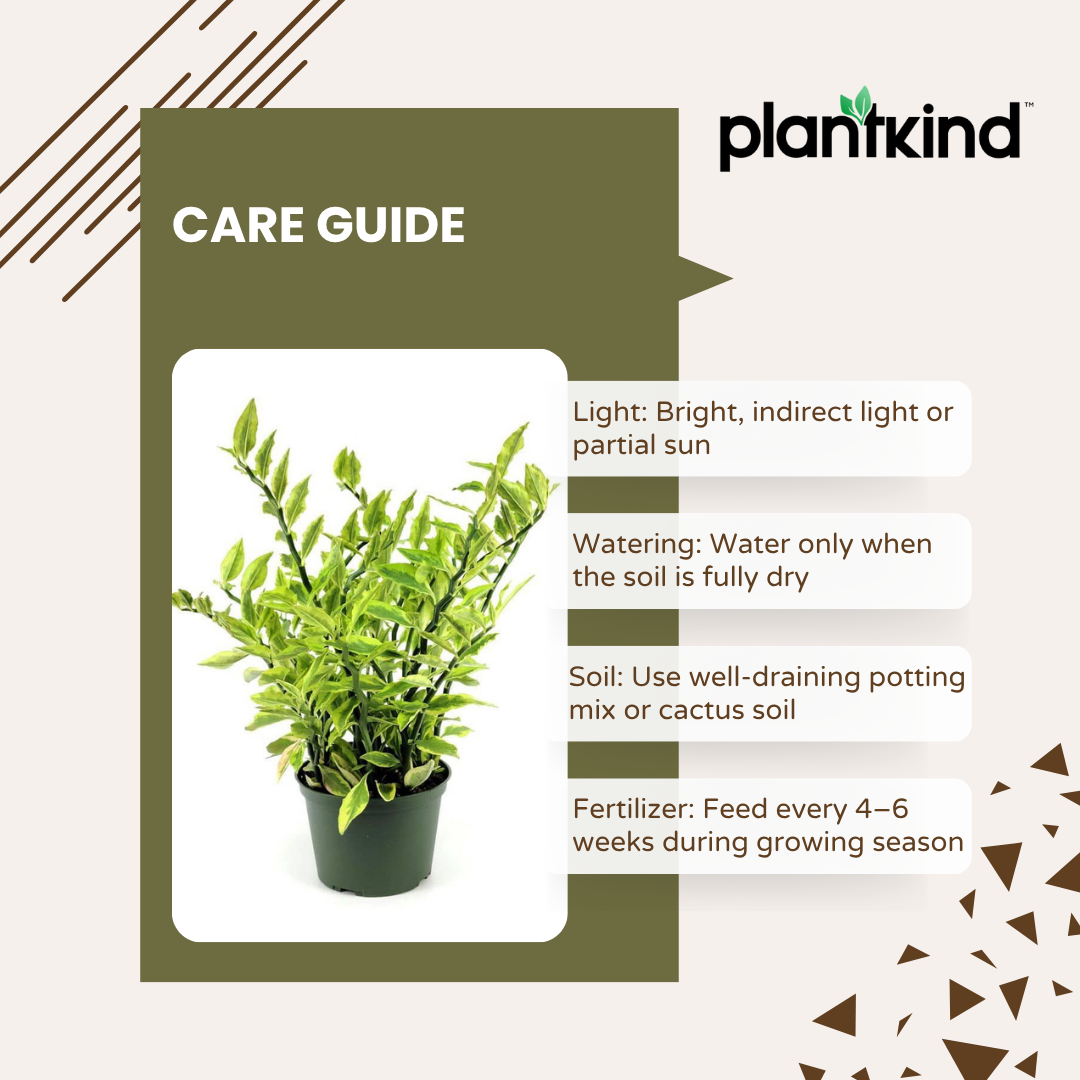 Pedilanthus Variegated  Plant | Indoor Plant | Pack Of 1