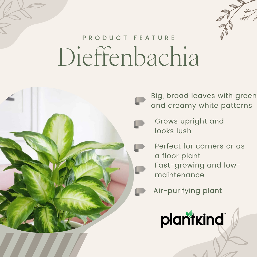 Dieffenbachia Plant | Indoor Plant | Ornamental Plant | Pack Of 1