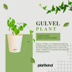 Gulvel Plant | Medicinal And Aromatic Plant |Immunity Booster |1 Live Plant