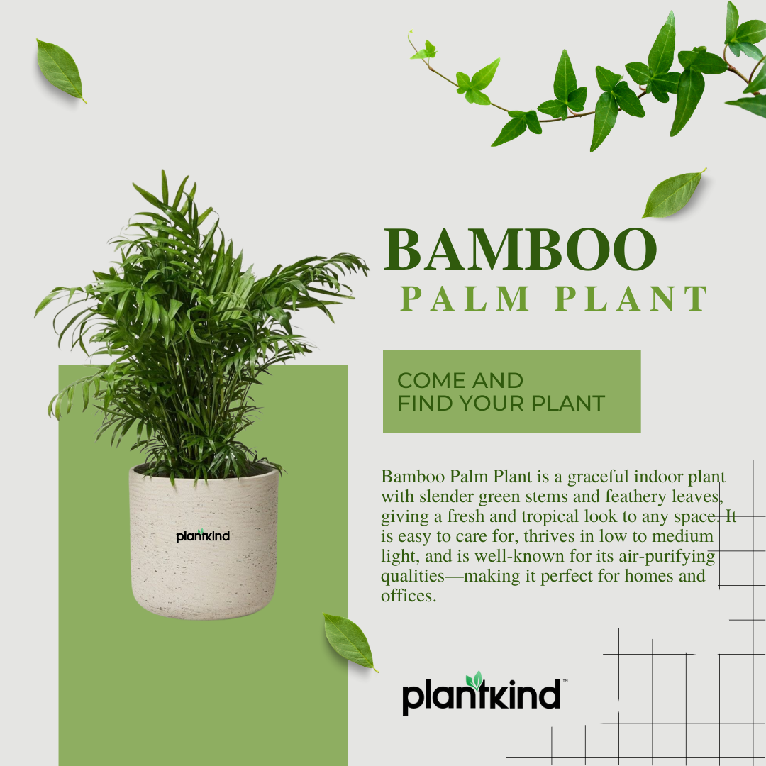 Bamboo Palm Plant | Indoor Plant | Pack Of 1