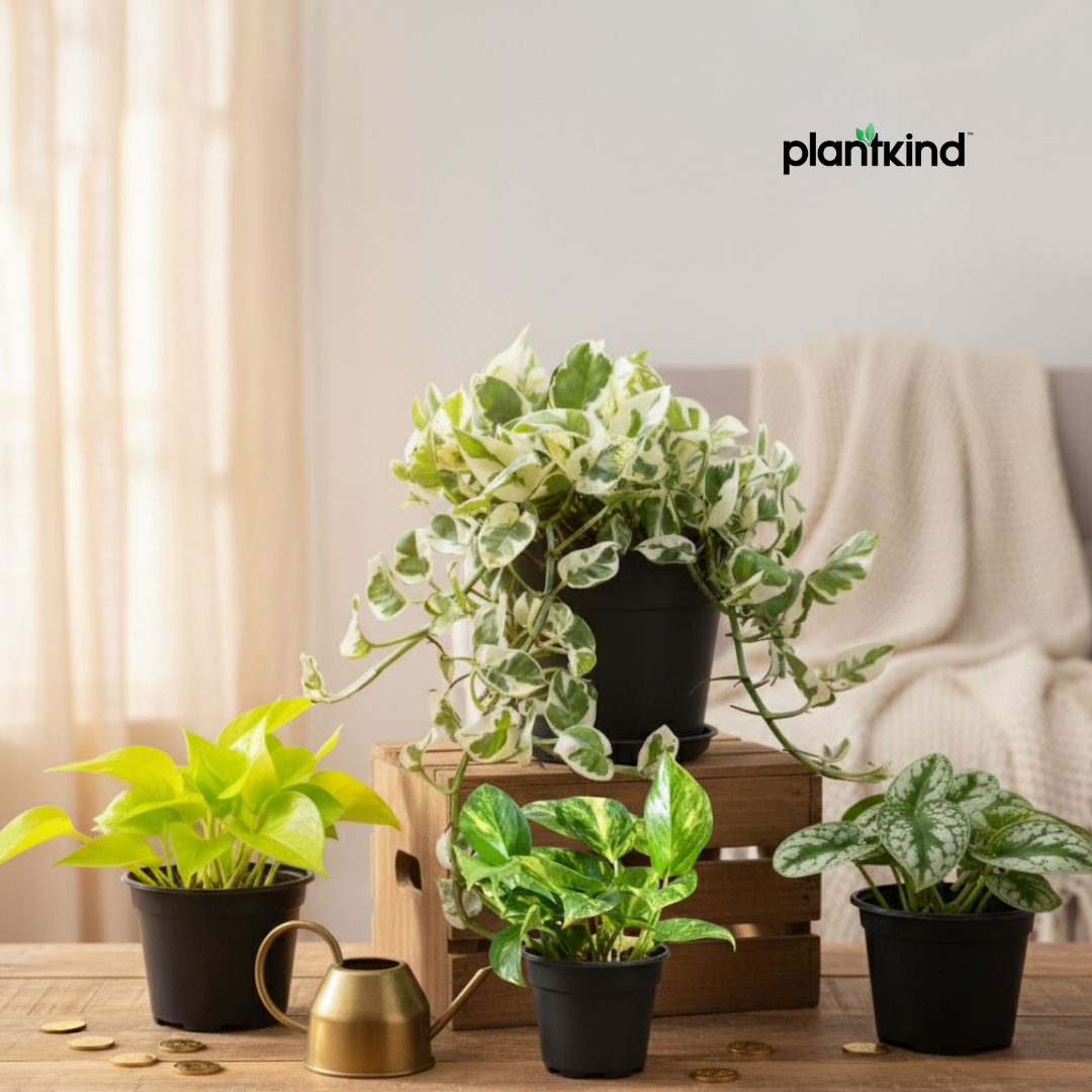 Green Wealth Combo | Money Plant Special |Pack of 4 | Small