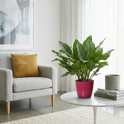 Aglaonema Dove Plant  | Indoor Plant | Pack of 1 | Medium