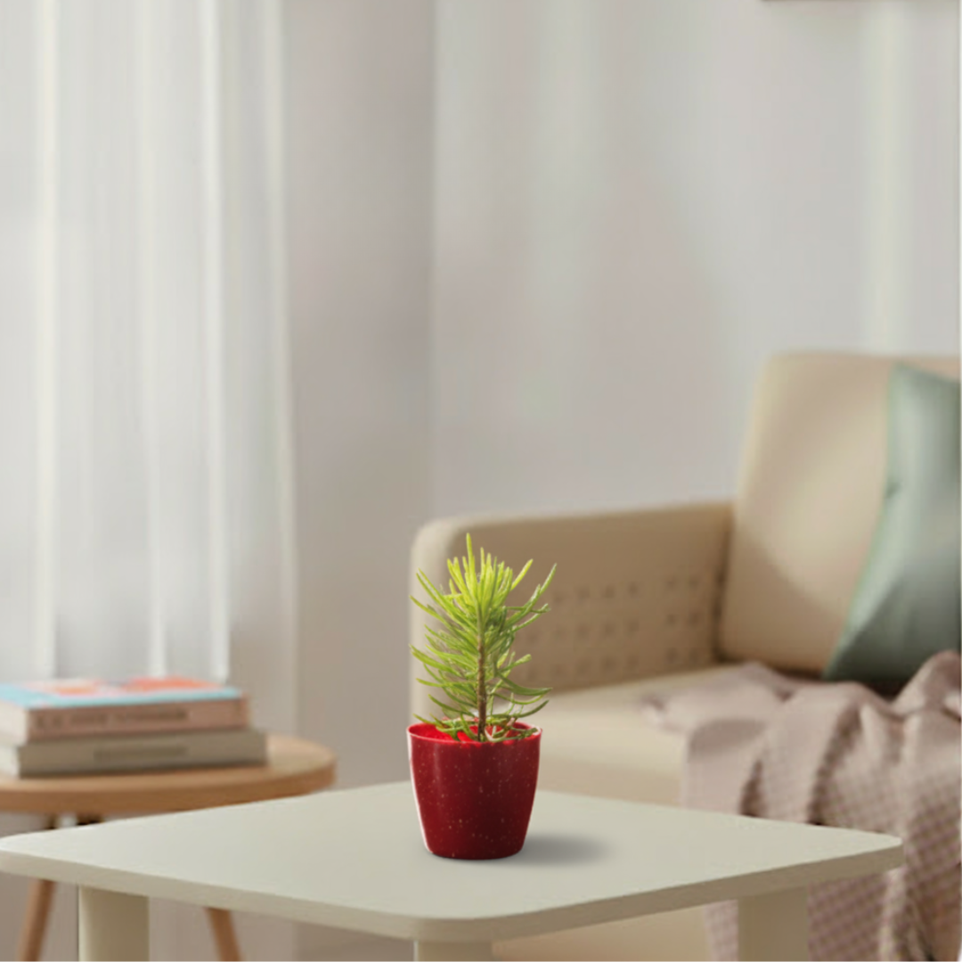 Senecio Himalaya Succulent Plant | Succulent Plant | Indoor Plant | 1 Live Plant