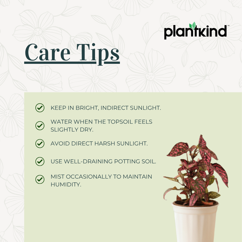 Polka Dot Plant( Red) | Foliage Plant | Outdoor Plant | Indoor Plant| 1 Live Plant | Small