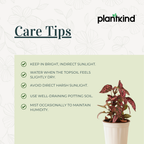 Polka Dot Plant( Red) | Foliage Plant | Outdoor Plant | Indoor Plant| 1 Live Plant | Small