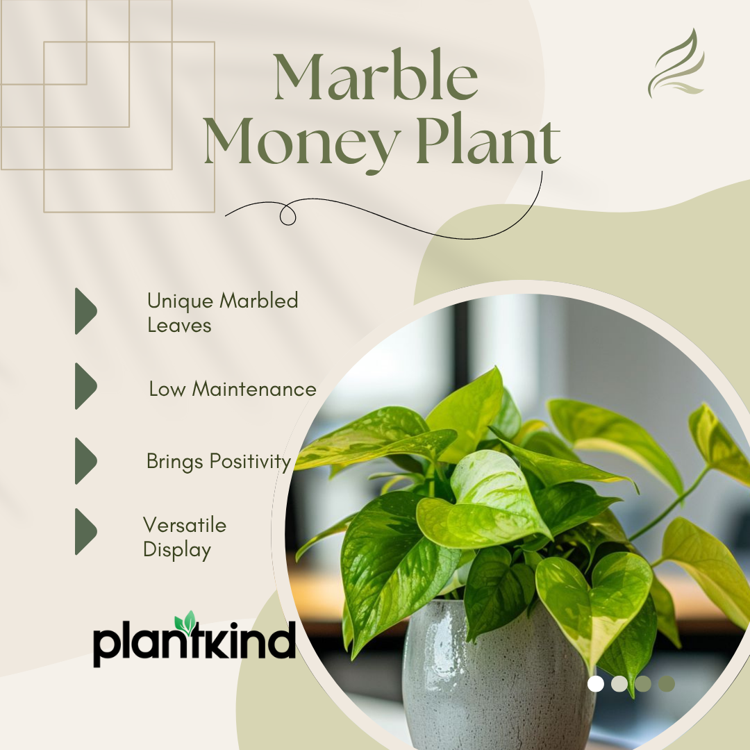 Marble Money Plant| Live Plants |Indoor| outdoor Plant Pack of 1