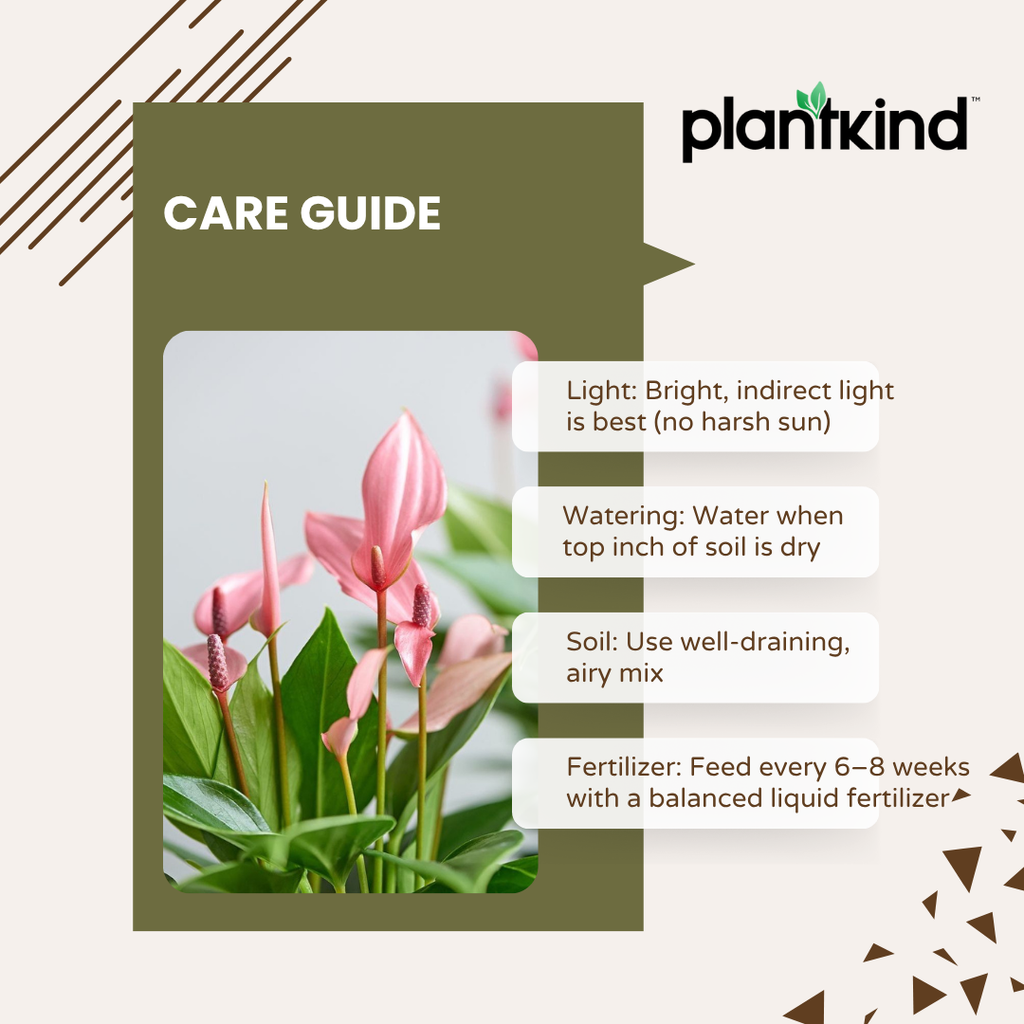 Anthurium Pink Plant | Flowering Plant | Indoor Plant | Outdoor Plant | Pack Of 1