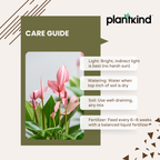 Anthurium Pink Plant | Flowering Plant | Indoor Plant | Outdoor Plant | Pack Of 1