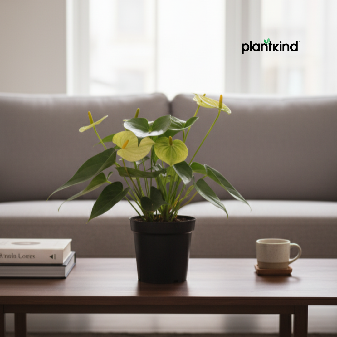 Anthurium Plant Yellow | Indoor Plant | 1 Live Plant