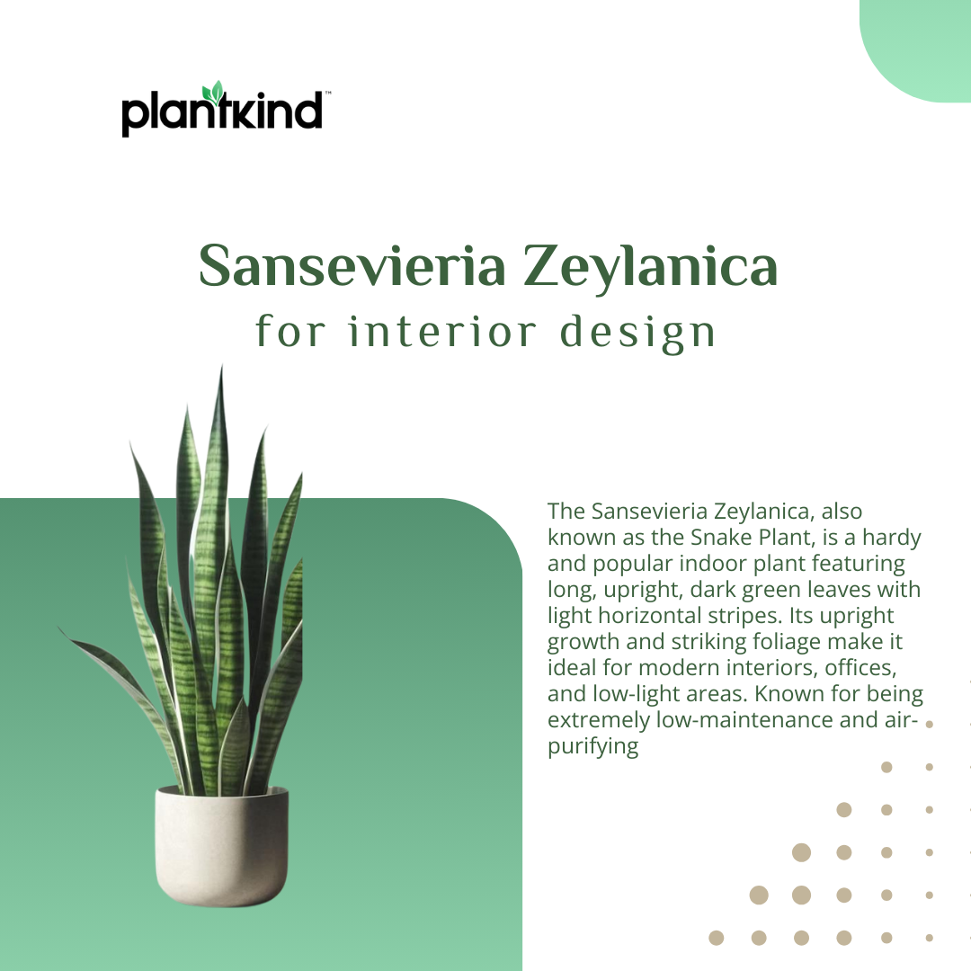 Sansevieria Zeylanica - XL