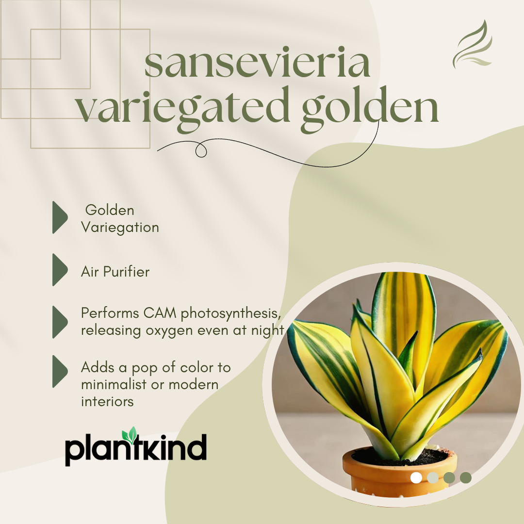 Sansevieria Variegated Golden|Live Plant |Easy to  Maintenance Pack of 1