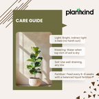 Fiddle Leaf Fig Plant| Indoor Live Plants Pack of 1