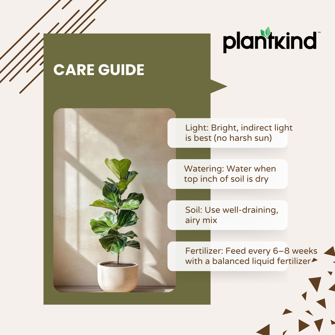 Fiddle Leaf Fig Plant| Indoor Live Plants Pack of 1