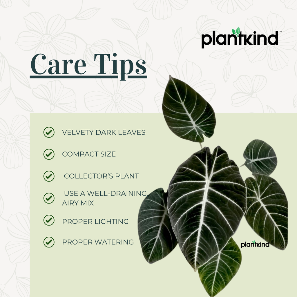 Alocasia Velvet Black| Velveta Black  |Indoor Plant Pack of 1
