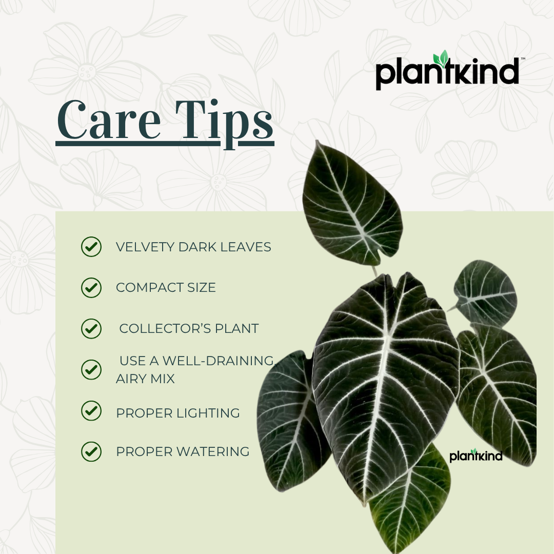 Alocasia Velvet Black| Velveta Black  |Indoor Plant Pack of 1