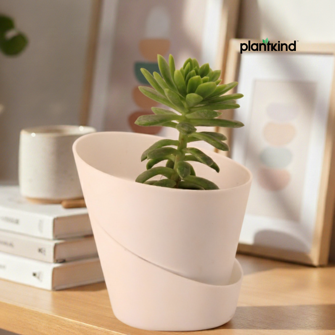 Crassula Tetragona Plant | Succulent Plant | 1 Live Plant