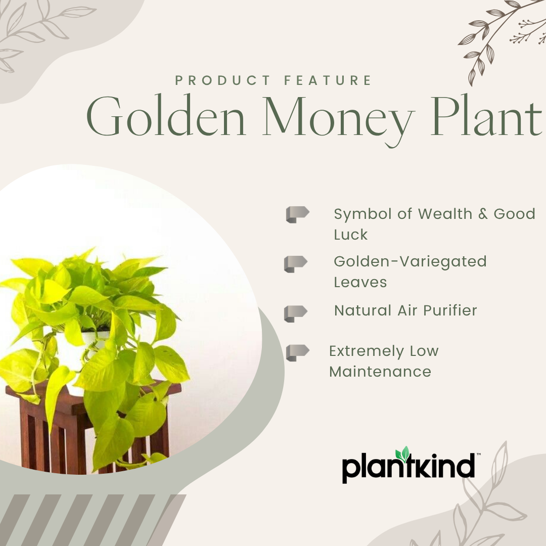 Golden Money Plant |Golden  Pothos| Live Indoor Plants Pack of 1