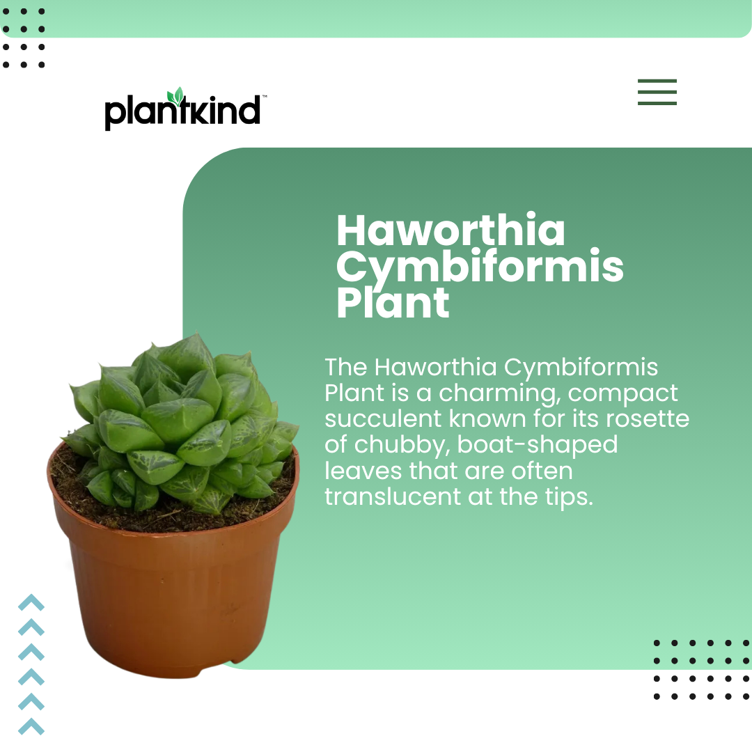 Haworthia Cymbiformis Plant | Indoor Plant | 1 Live Plant