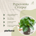 Peperomia Green Creeper Plant | Indoor Plant | Low- maintenance Plant | Pack Of 1