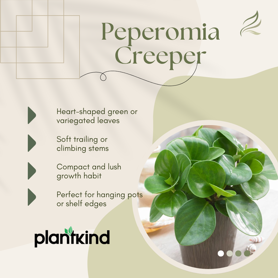 Peperomia Green Creeper Plant | Indoor Plant | Low- maintenance Plant | Pack Of 1