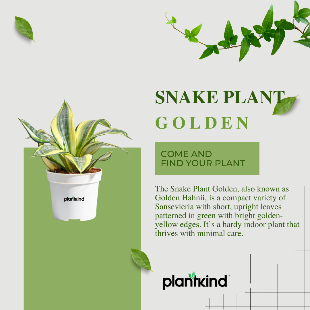 Snake Plant - Golden | Indoor Plant | Pack Of 1