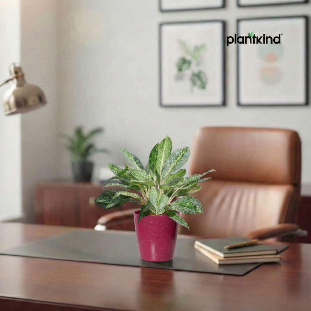 Aglaonema Butterfly Plant  |  Indoor Plant | 1 Live Plant | Medium