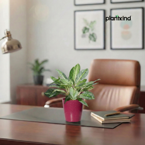 Aglaonema Butterfly Plant  |  Indoor Plant | 1 Live Plant | Medium