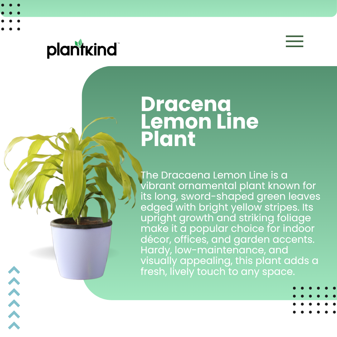Dracena Lime Light Plant| Air Purifying Plants | Low Maintenance Plant | 1 Live Plant | Large
