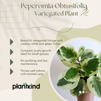 Peperomia Obtusifolia Variegated Plant | Air Purifying Plant| Indoor Plant | 1 Live Plant | Small