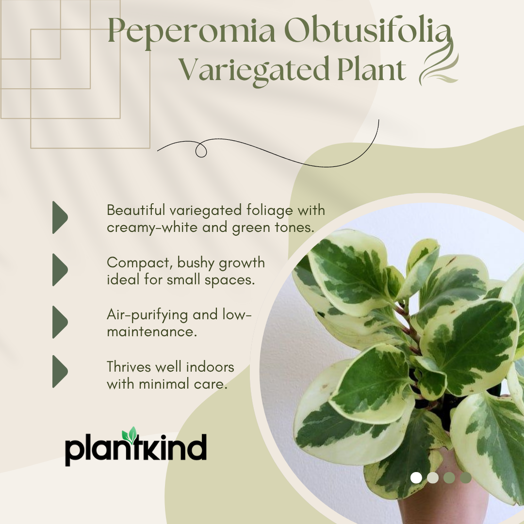 Peperomia Obtusifolia Variegated Plant | Air Purifying Plant| Indoor Plant | 1 Live Plant | Small