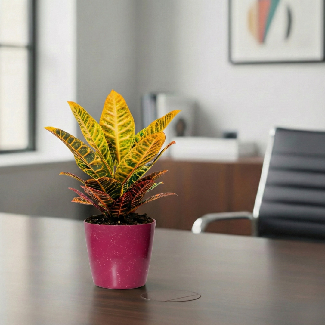 Croton Petra | Indoor Plant | 1 Live Plant