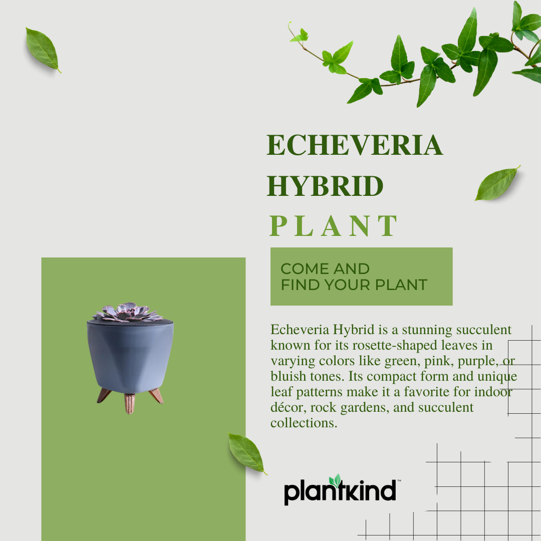 Echeveria Hybrid Plant | Indoor Plant | Pack Of 1