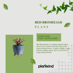 Red Bromeliad Plant | Indoor Ornamental Plant | 1 Live Plant