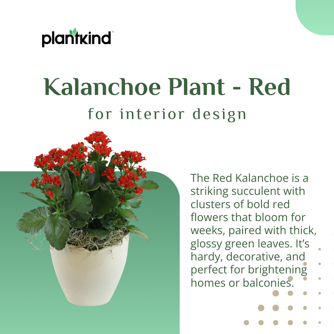Kalanchoe Plant - Red