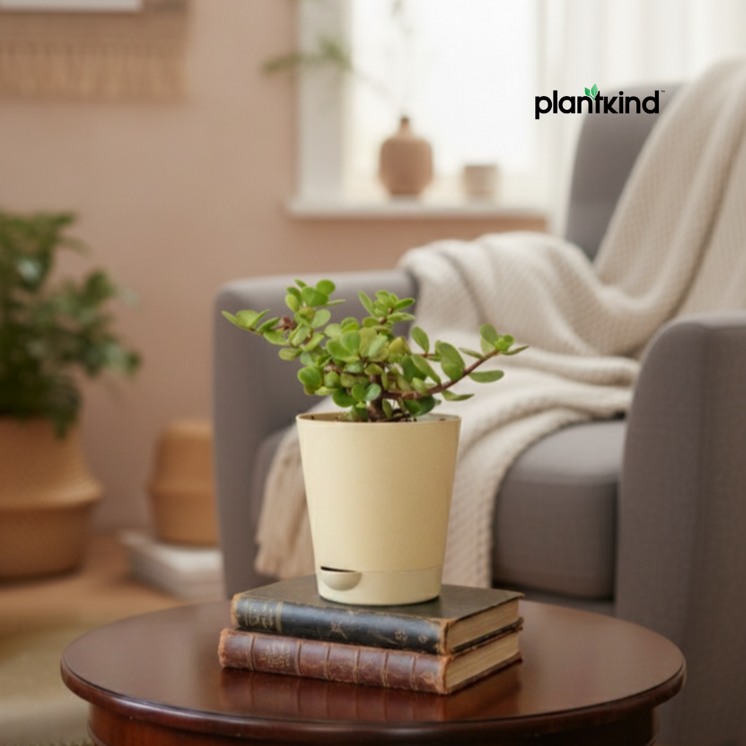 Jade Plant for Home & Office | Low-Maintenance | With Grow Pot