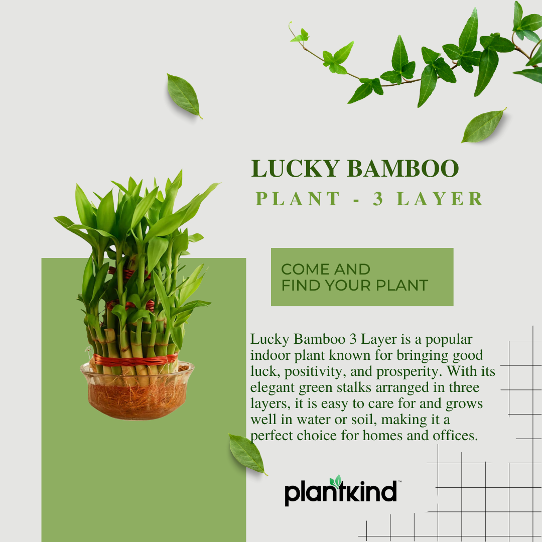 Lucky Bamboo Plant - 3 Layer | Indoor Plants | Low- Maintenance Plant | Pack Of 1