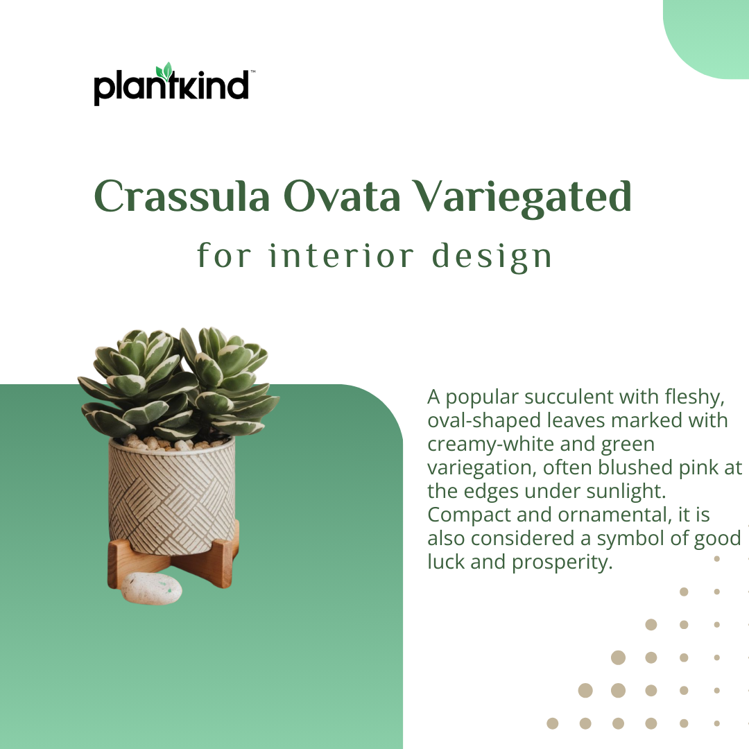 Crassula Ovata Variegated | Indoor Plant | 1 Live Plant