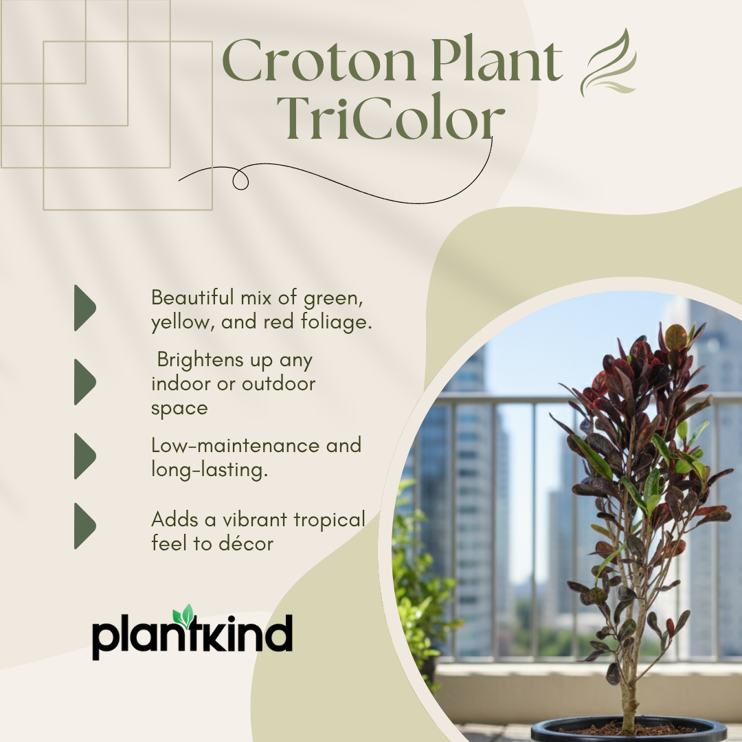 Croton Plant TriColor | Air Purifying Plants | Outdoor  |Indoor  | Live Plants | Large