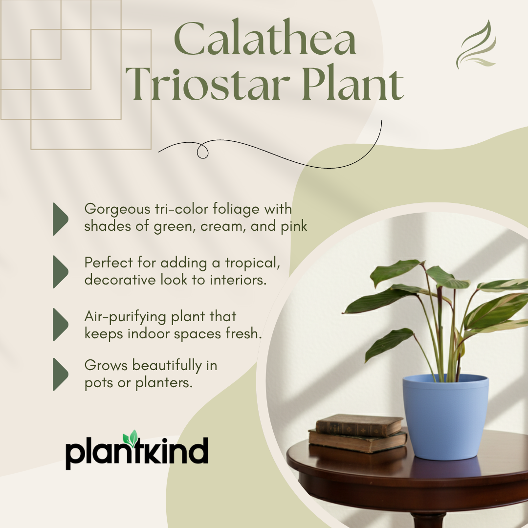 Calathea Triostar Plant | Indoor Plant | Air Purifying  Plant | 1 Live Plant | Medium