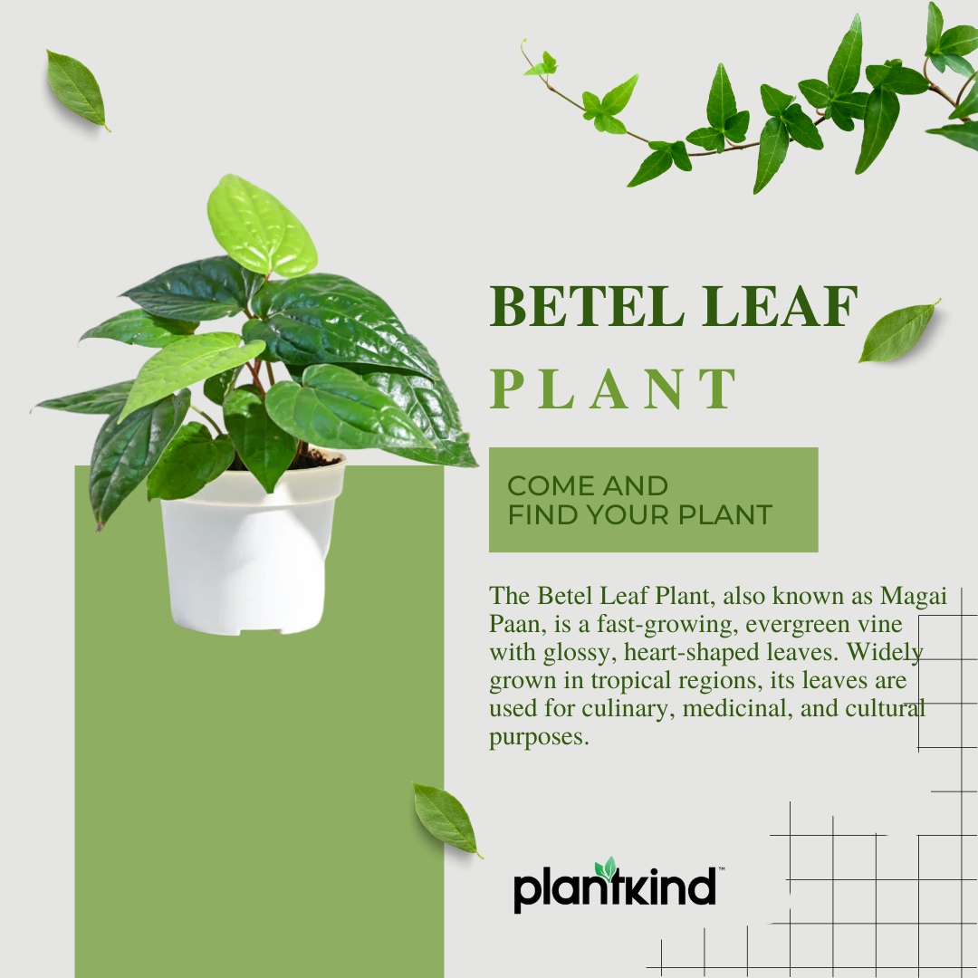 Betel Leaf (Magai Paan) Plant |  Medicinal And Aromatic Plant | Pack of 1