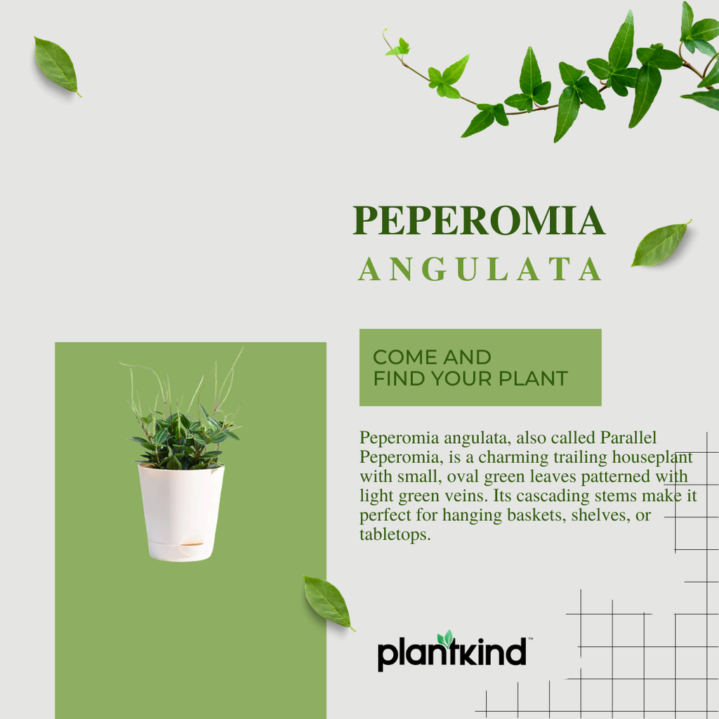 Peperomia Angulata Plant | Low Light Plants | 1 Live Plant