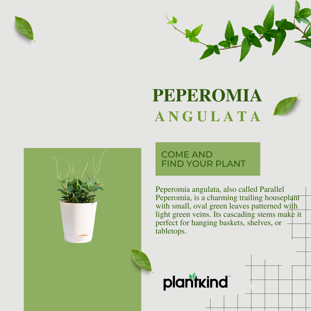 Peperomia Angulata Plant | Low Light Plants | 1 Live Plant