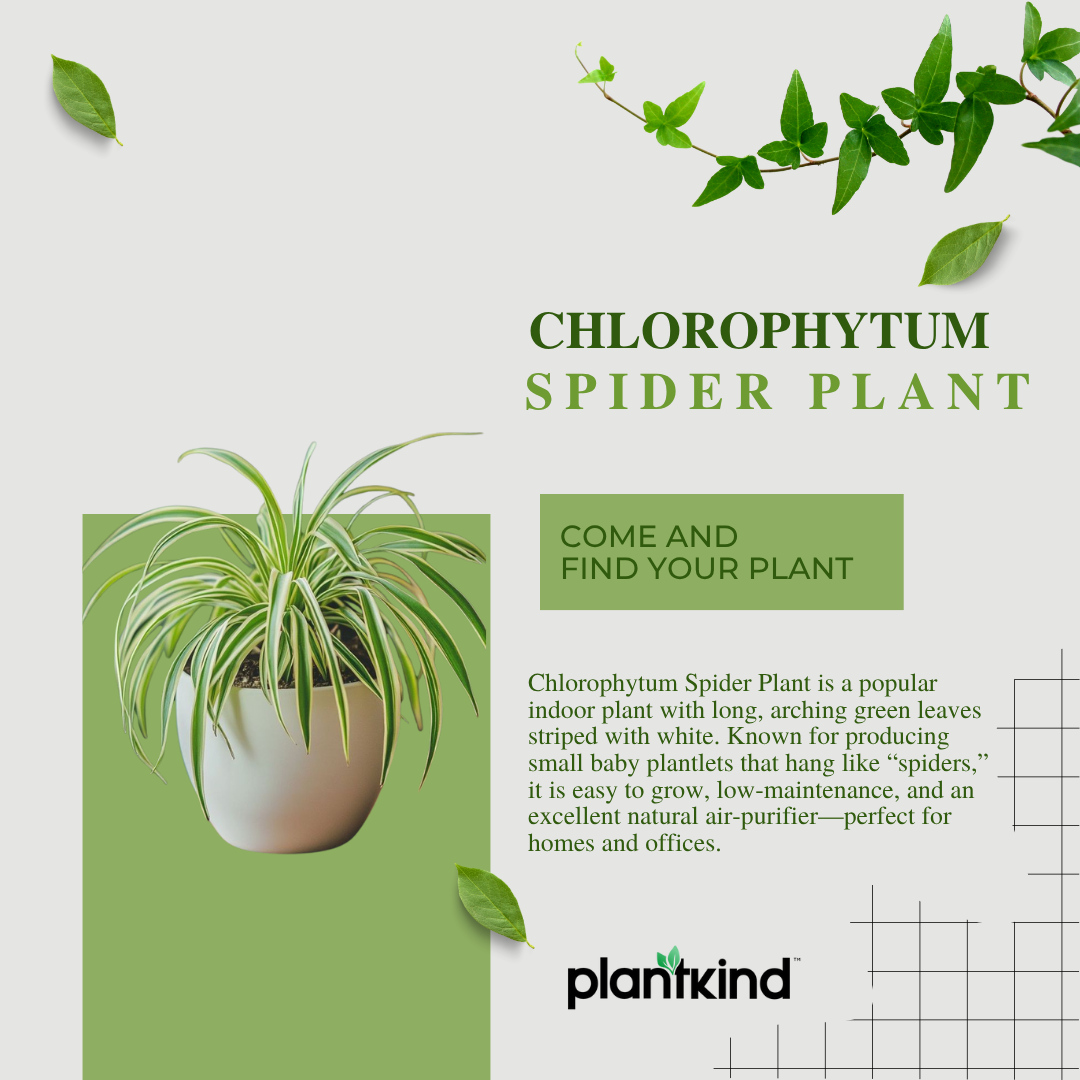Chlorophytum Spider Plant |Low Maintenance Plant | Indoor Plant | 1 Live Plant | Medium