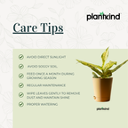 Aglaonema Snow White| Indoor Plant| 1 Live Plant | Small